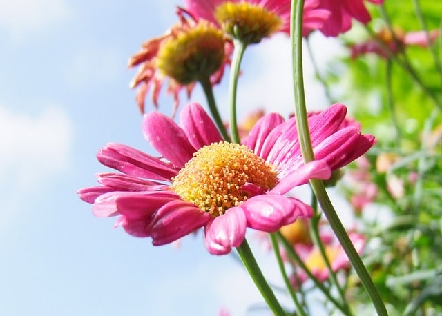 Frühling